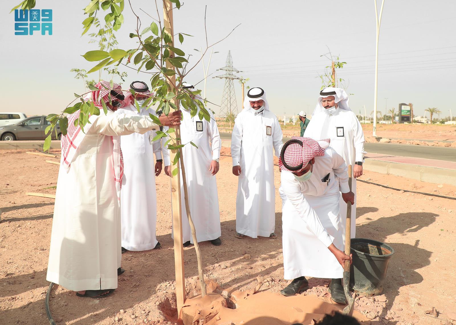 عام / 300 ألف شجرة تعزز استدامة البيئة وجودة الحياة في منطقة الجوف