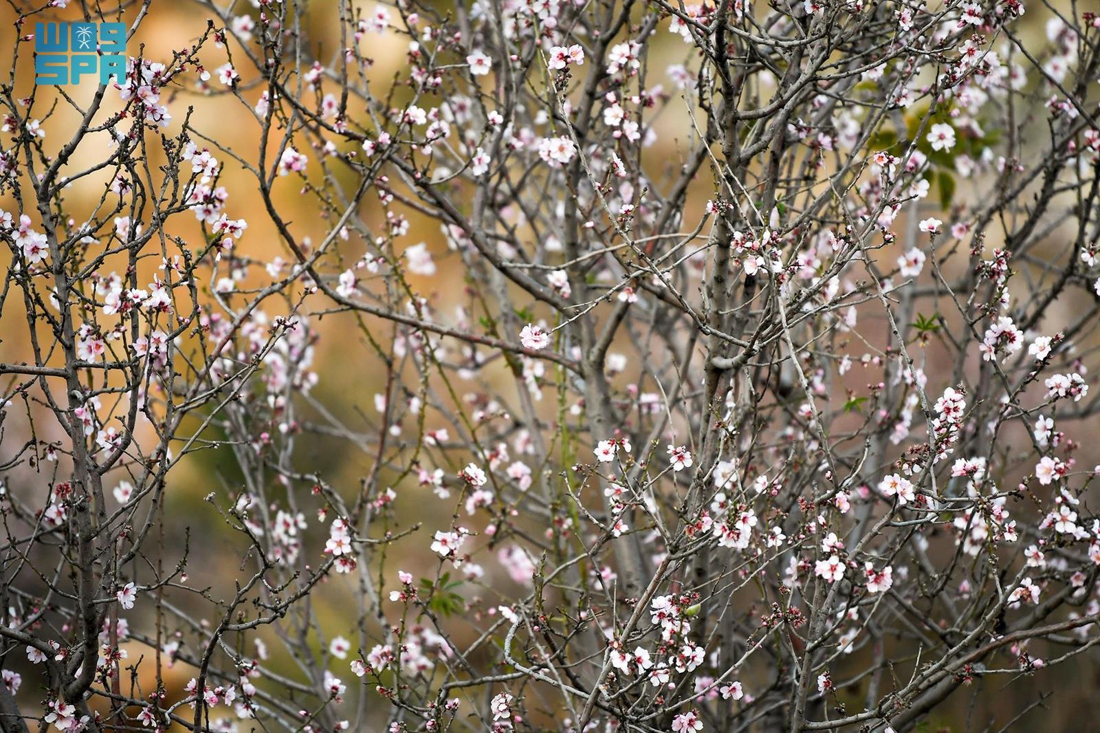 Bajali' Almond Trees, Their White Flowers Are Integral Component of Kingdom's Natural Wealth, Cultural Heritage