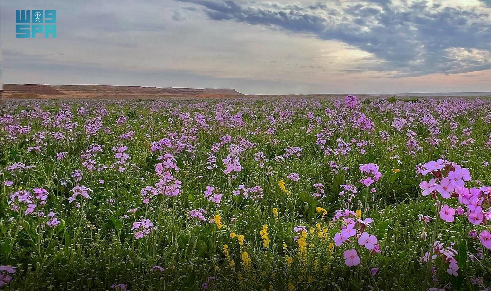 Ksrnr: 20,000 Km² Of Wildlife In Al-khunfah Area