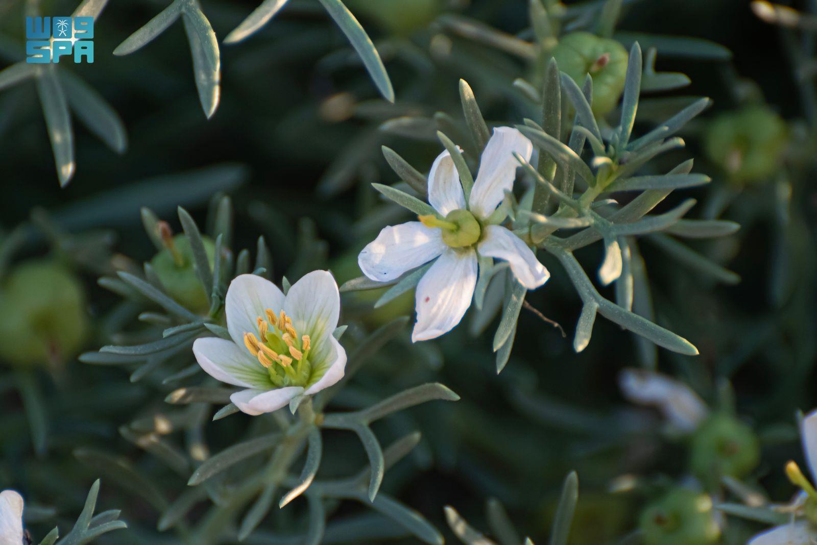 amber plant Amber Queen Barrenwort  Plant Detectives